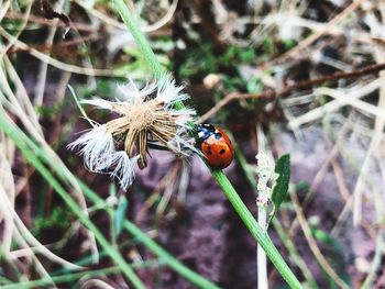 Close-up of ladybug on flower