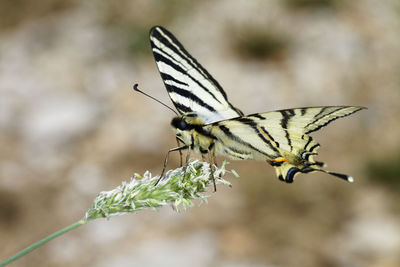 Close-up of butterfly pollinating flower