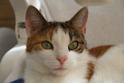 Close-up portrait of cat at home