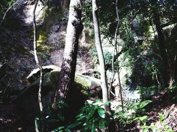 Low angle view of trees in forest