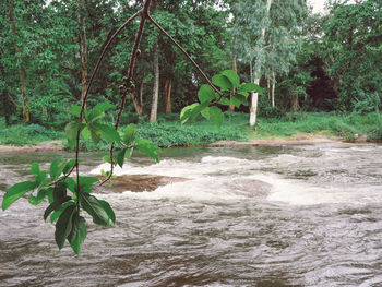 Scenic view of river amidst trees in forest