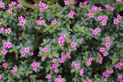 Close-up of pink flowers blooming outdoors