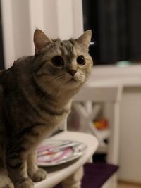 Portrait of cat sitting on table at home