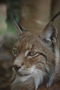 Close-up of a cat looking away