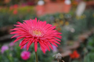 Close-up of pink flower