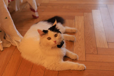 High angle portrait of cat sitting on hardwood floor at home