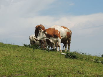 Cows on field against sky