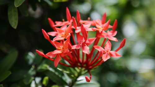 Close-up of red flowering plant