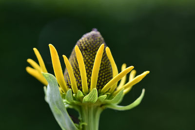 Blüte macro