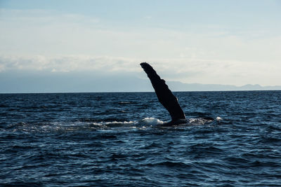 Whale swimming in sea against sky