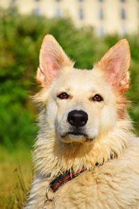 Close-up portrait of a dog on field