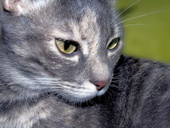 Close-up portrait of a cat