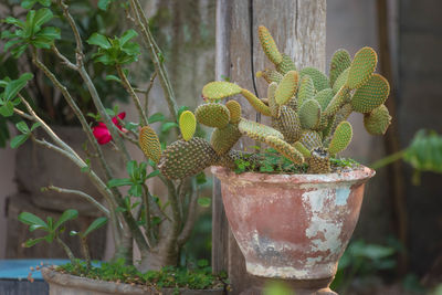 Close-up of potted cactus plant