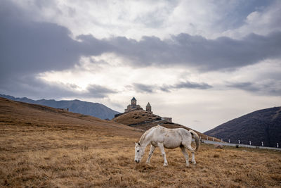 View of a horse on field