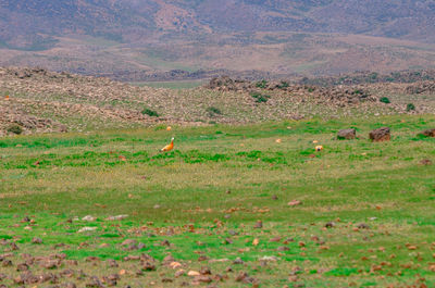 Scenic view of grassy field