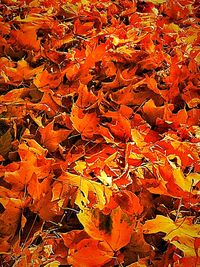 Full frame shot of red leaves