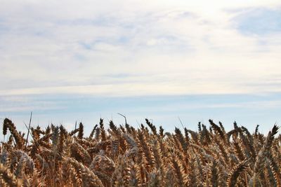 Plants growing on field against sky