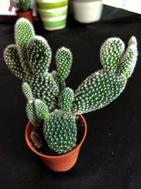 Close-up of prickly pear cactus