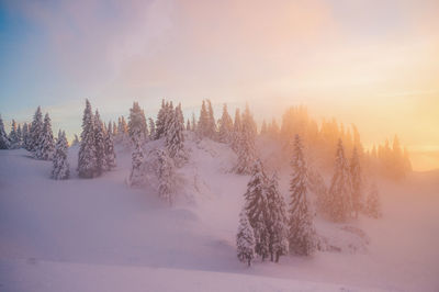 Trees on snow covered landscape against sky