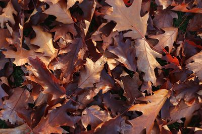 Full frame shot of autumn leaves