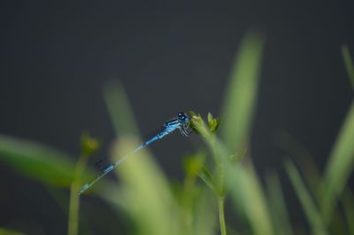 Close-up of damselfly on plant