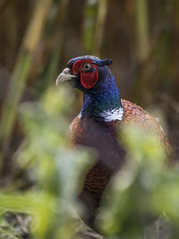 Close-up of a bird