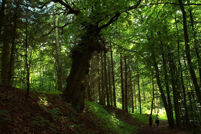 Man walking in forest