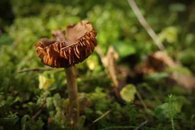 Close-up of wilted flower on field