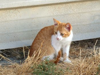 Portrait of cat sitting on grass