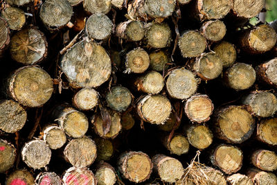 Full frame shot of logs in forest