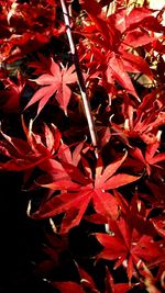 Close-up of red maple leaves on tree