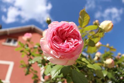 Close-up of pink rose