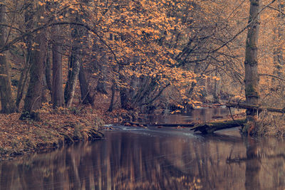 Scenic view of lake in forest during autumn