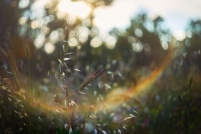 Close-up of grass on field