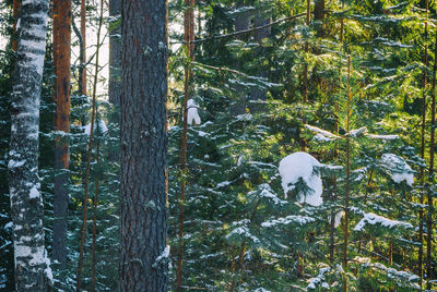 Trees in forest