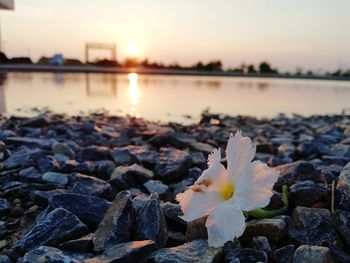 Close-up of water on rocks by lake against sky during sunset