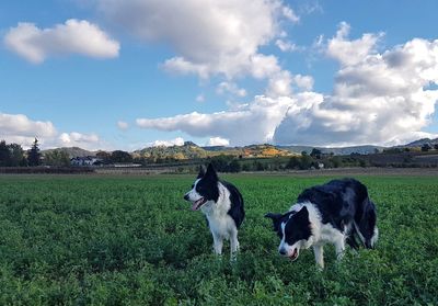 View of dogs on field against sky