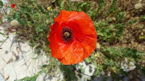 Close-up of orange poppy