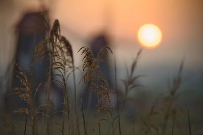 Reeds and sunrise