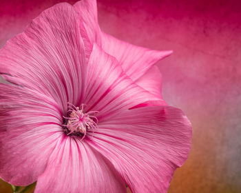 Close-up of pink hibiscus