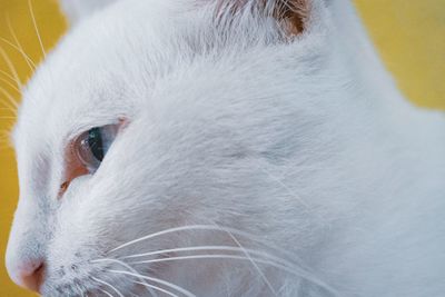 Close-up of white cat