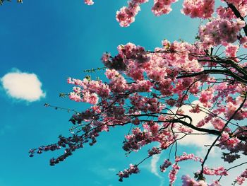 Low angle view of cherry blossom tree
