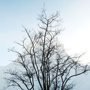 Low angle view of bare trees against clear sky