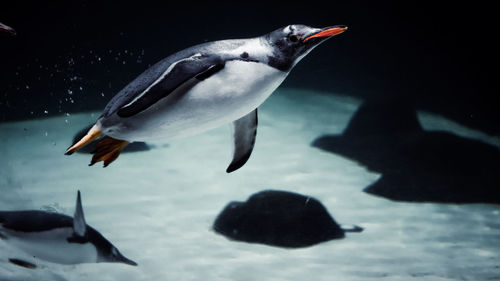 High angle view of penguin swimming in sea