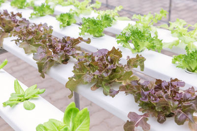 High angle view of purple flowering plants on table