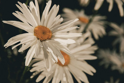 Close-up of white daisy flower