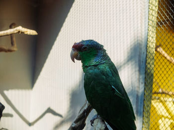 Close-up of parrot perching in cage