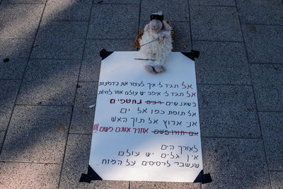 High angle view of dog on street