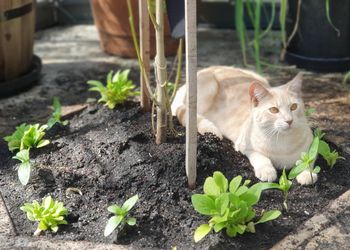 Cat sitting on a plant