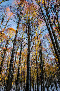 Low angle view of pine trees in forest